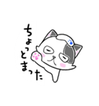 路地裏の猫のシロ（個別スタンプ：3）