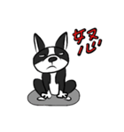 ボストンテリア大好き（個別スタンプ：4）