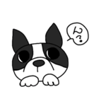 ボストンテリア大好き（個別スタンプ：26）
