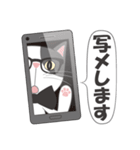 真面目な猫（個別スタンプ：16）