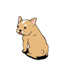 Somboon Happy French Bulldog (Eng)（個別スタンプ：10）