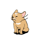 Somboon Happy French Bulldog (Eng)（個別スタンプ：11）