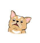 Somboon Happy French Bulldog (Eng)（個別スタンプ：37）