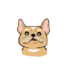 Somboon Happy French Bulldog (Eng)（個別スタンプ：38）