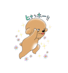 Cool Poodle A to Z（個別スタンプ：11）