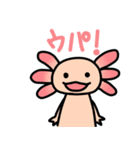 ウーパールーパー絵日記（個別スタンプ：1）