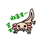 ウーパールーパー絵日記（個別スタンプ：13）