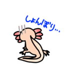 ウーパールーパー絵日記（個別スタンプ：16）