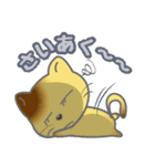 おしゃべりにゃんこ（個別スタンプ：31）