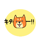 柴犬シバーズ（個別スタンプ：22）