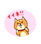 柴犬シバーズ（個別スタンプ：24）