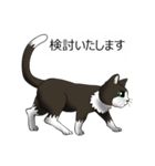 お行儀猫ちゃん（個別スタンプ：13）