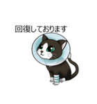 お行儀猫ちゃん（個別スタンプ：24）