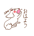 マルチーズ！ミニたん（個別スタンプ：1）