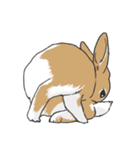 Royal College of Rabbit（個別スタンプ：17）