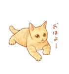 ねこだらけ。（個別スタンプ：1）