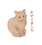 ねこだらけ。（個別スタンプ：38）