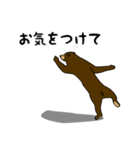 マレーグマのくま五郎（個別スタンプ：13）