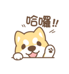 Shiba Inu collection！（個別スタンプ：13）