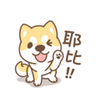 Shiba Inu collection！（個別スタンプ：31）