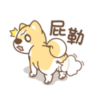 Shiba Inu collection！（個別スタンプ：40）