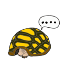 The cute tortoise（個別スタンプ：7）