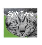 チャチャとゆかいな仲間たち（個別スタンプ：1）