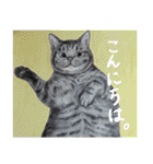 チャチャとゆかいな仲間たち（個別スタンプ：5）