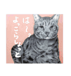チャチャとゆかいな仲間たち（個別スタンプ：6）