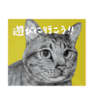 チャチャとゆかいな仲間たち（個別スタンプ：7）