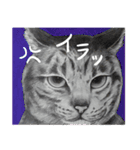 チャチャとゆかいな仲間たち（個別スタンプ：8）