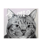 チャチャとゆかいな仲間たち（個別スタンプ：11）