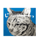 チャチャとゆかいな仲間たち（個別スタンプ：20）