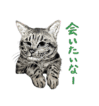 チャチャとゆかいな仲間たち（個別スタンプ：29）