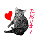 チャチャとゆかいな仲間たち（個別スタンプ：33）