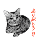 チャチャとゆかいな仲間たち（個別スタンプ：38）
