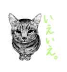 チャチャとゆかいな仲間たち（個別スタンプ：40）