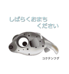 なんちゃってお魚図鑑 No.2（個別スタンプ：21）