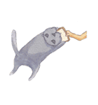 CAT！DIDI！（個別スタンプ：6）