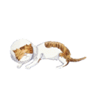 CAT！DIDI！（個別スタンプ：15）