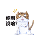 CAT！DIDI！（個別スタンプ：19）