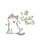 ほんとねこ（個別スタンプ：28）