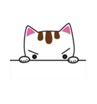 しろちゃん 白猫（個別スタンプ：1）