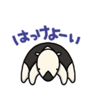 ツブラナドウブツ（個別スタンプ：40）