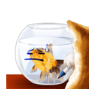 Platong The Goldfish（個別スタンプ：22）