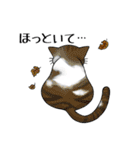 猫三昧（個別スタンプ：7）