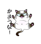 猫三昧（個別スタンプ：10）