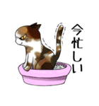 猫三昧（個別スタンプ：11）