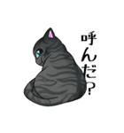 猫三昧（個別スタンプ：12）