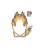 ゆるゆるシェルティ（個別スタンプ：16）